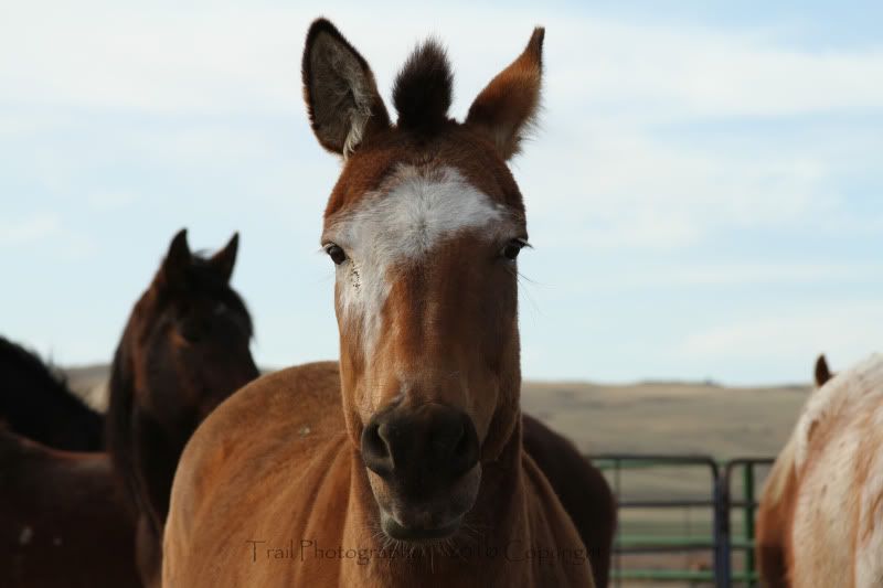 Interesting zebra cross | Color Genetics